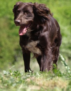 Obrázok